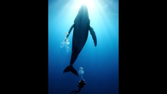 97超碰97资源在线观看 - 深蓝星球：探索海洋深处的未知世界
